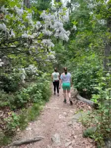 Two people hike a narrow dirt trail through a lush green forest—one of the best hikes around Frederick MD. White flowering bushes line the path, while leaves and rocks cover the ground. Both hikers wear shorts, T-shirts, and have their hair tied back.