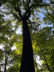 A tall, dark tree viewed from its base looking upward on one of the best hikes around Frederick MD, surrounded by lush green foliage. Sunlight filters through the canopy, casting dappled light on the thick trunk and textured bark against a clear blue sky.