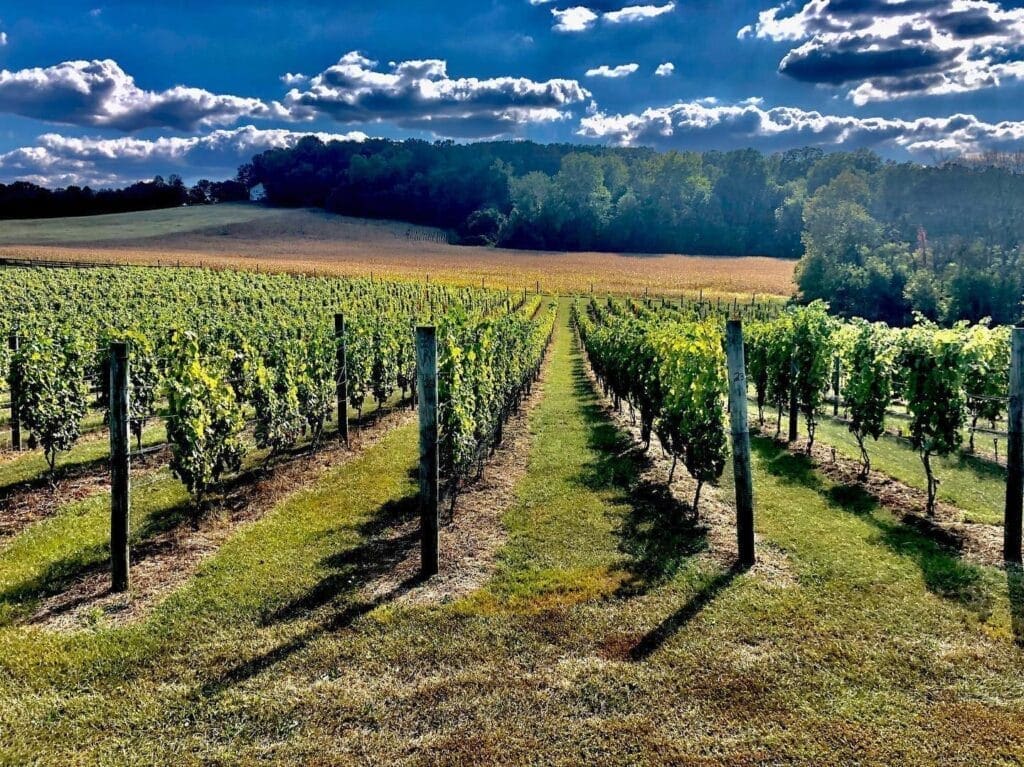 Rows of grapevines grow in a lush green vineyard under a bright blue sky with scattered clouds in New Market MD. Sunlight casts long shadows from the vines and wooden posts, with a tree-covered hill and field in the background.