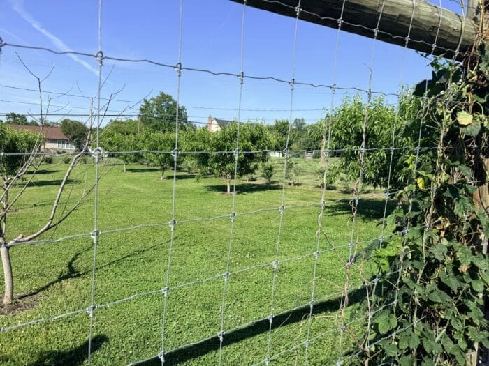 Close Up View of a Metal Wire Fence in the Foreground with a Green Grassy Field and Trees Beyond on a Sunny Day