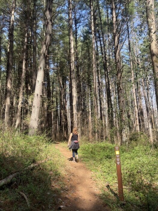 A person with light brown hair walks alone on a sunlit dirt trail through a tall, dense Mt Airy MD forest. They wear a black jacket tied around their waist. Sunlight filters through the pine trees, and a trail sign stands on the right.