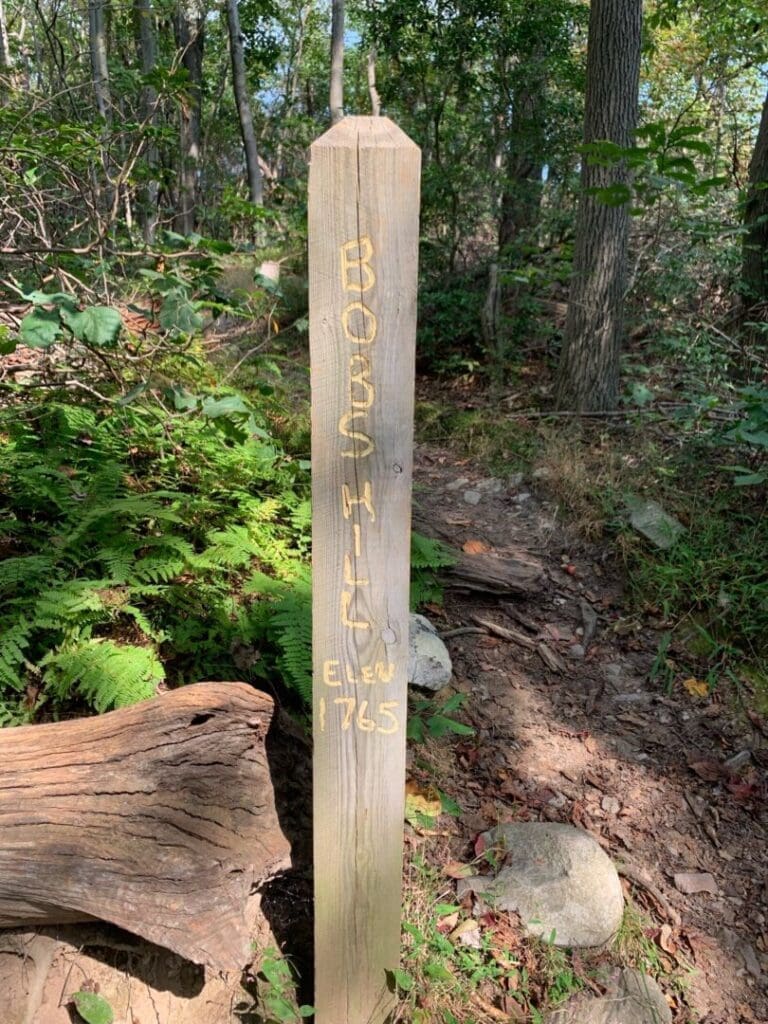 A wooden trail marker stands in Cunningham Falls State Park’s forested area with ferns, rocks, and roots nearby. Engraved with BOSS HILL and ELEV 765 in yellow, it basks in sunlight filtering through the trees, casting dappled shadows.