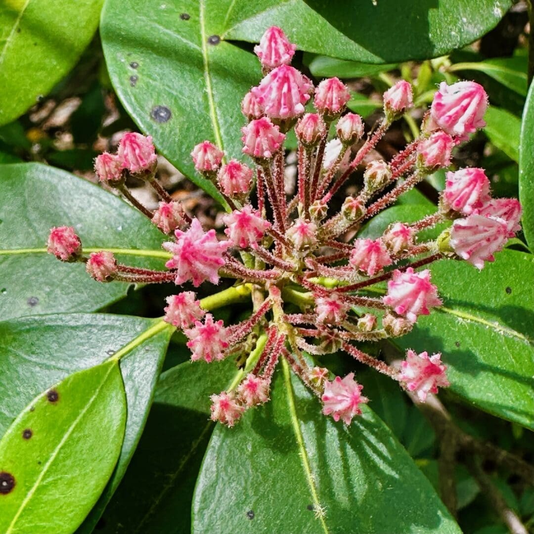 Close-up of a cluster of Mountain Laurel buds at Cunningham Falls State Park, pink with white edges, atop reddish stems. The unopened star-shaped buds are surrounded by glossy green leaves as sunlight highlights the vibrant colors and textures.