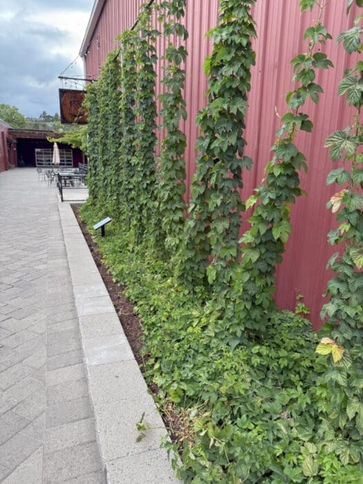 Tall Leafy Green Vines Grow Up Strings Along a Red Metal Building with a Paved Walkway and a Row of Outdoor Tables and Chairs Visible in the Background the Sky is Cloudy and There is a Small Sign Near the Plants