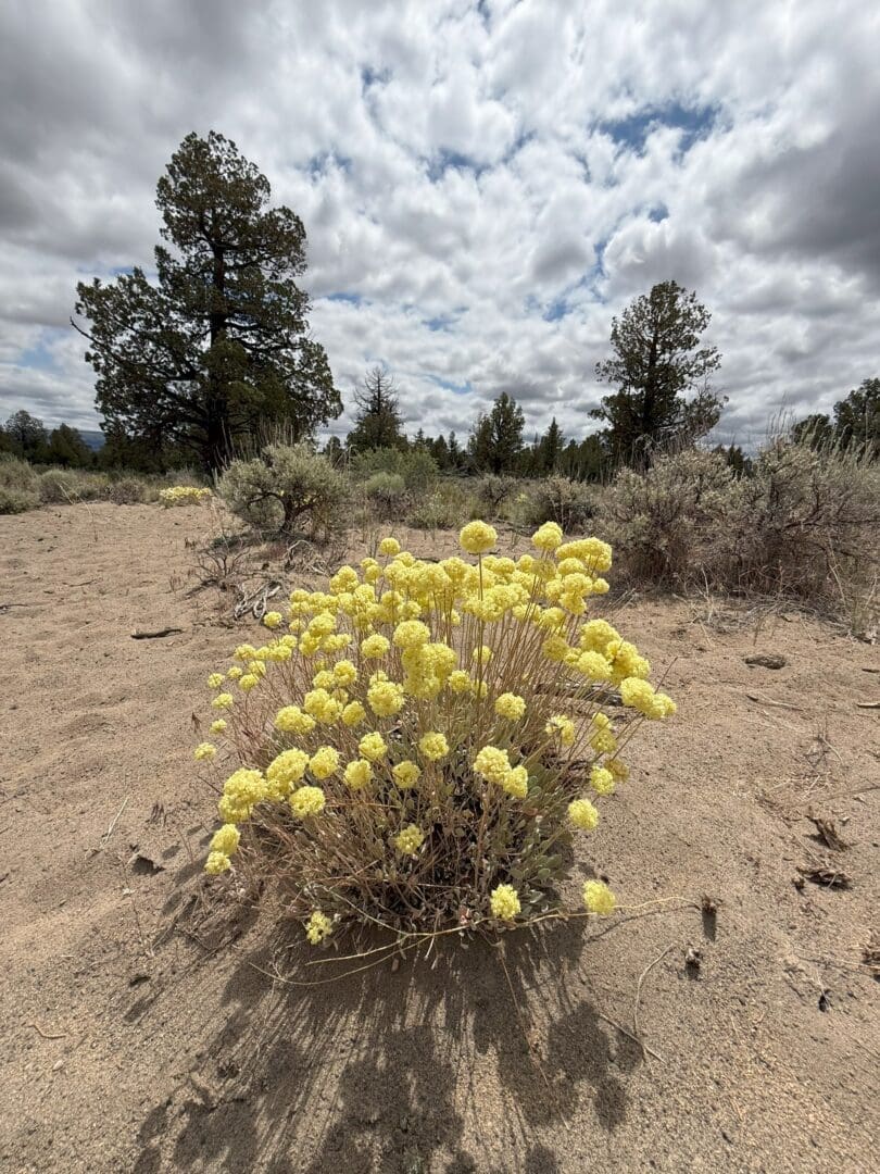 a Bush with Yellow Flowers Grows in Sandy Soil Under a Dramatic Sky Filled with Thick Textured Clouds Sparse Shrubs and Tall Pine Trees Stand in the Background Creating a Desert Like Landscape the Scene Feels Wild Natural and Expansive