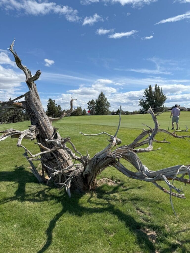 a Twisted Weathered Tree Trunk Lies on Bright Green Grass Under a Blue Sky with Scattered Clouds in the Background at Pronghorn Golf Course a Person Walks Near a Golf Green with a Red Flag Surrounded by Trees and Open Space