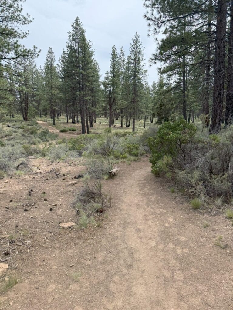 a Dirt Hiking Path Known As Rimrock Trail Winds Through a Forest of Tall Pine Trees and Sparse Bushes Under a Cloudy Sky the Ground is Dry with Scattered Rocks and Patches of Grass Surrounded by Green Shrubs and Open Scenery