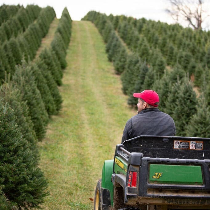 a Person in a Red Cap Drives a Green Utility Vehicle Along a Grassy Path at Gaver Farm Weaving Through Rows of Neatly Planted Evergreen Trees the Evenly Spaced Trees Stretch into the Distance Forming a Strikingly Symmetrical Pattern
