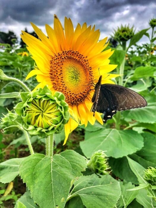 a Bright Yellow Sunflower Blooms at Gaver Farm in a Green Field Under a Cloudy Sky a Black Butterfly Rests on One Sunflower Petal While an Unopened Sunflower Bud and Lush Leaves Fill the Background with More Sunflowers