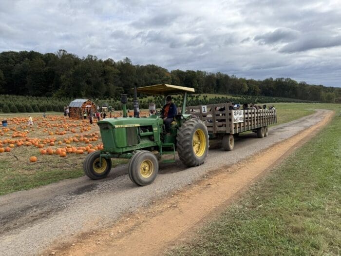 a Green Tractor Pulls a Wagon Full of People Along a Dirt Road Beside the Pumpkin Patch at Gaver Farm Scattered Pumpkins and a Small Wooden Structure Are Visible in the Background with Trees and a Cloudy Sky Overhead