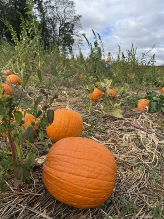 Several Bright Orange Pumpkins Rest on Dry Straw covered Ground in the Gaver Farm Pumpkin Patch Green Weeds and Vines Grow Around Them As Two People Walk Through the Field Under a Partly Cloudy Sky with Trees on the Horizon