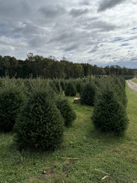 Rows of Neatly Trimmed Christmas Trees Grow on a Grassy Field at Gaver Farm Under a Cloudy Sky in the Middle of the Trees Stands a Wooden Sawhorse Trees and a Dirt Road Stretch into the Distance Bordered by Dense Forest on the Left