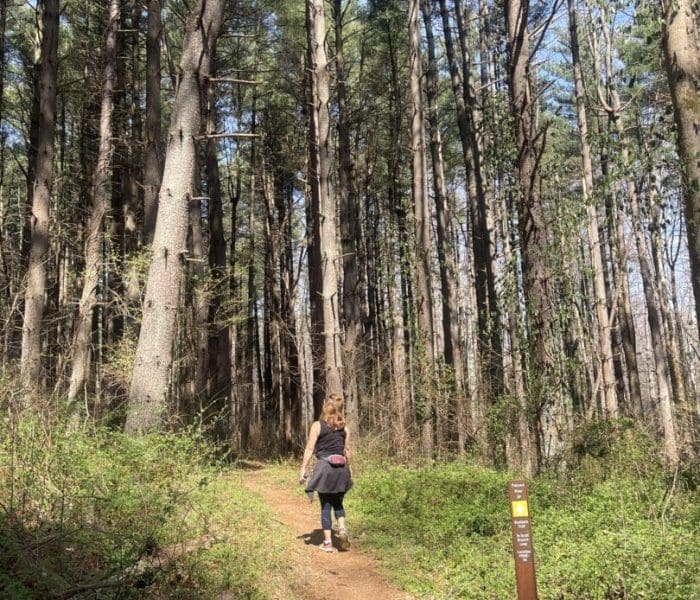 A person with light brown hair walks alone on a sunlit dirt trail through a tall, dense Mt Airy MD forest. They wear a black jacket tied around their waist. Sunlight filters through the pine trees, and a trail sign stands on the right.