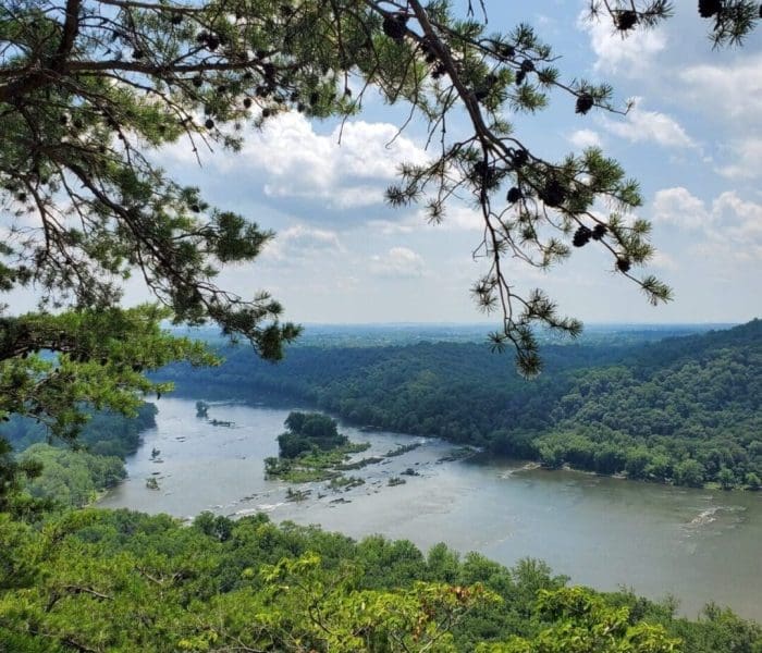 A scenic view of a wide river winding through lush forested hills near some of the best hikes around Frederick MD, under a partly cloudy blue sky. Pine tree branches with pinecones frame the scene, and islands and rocks dot the river’s surface.