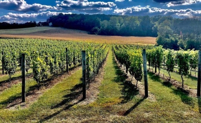 Rows of grapevines grow in a lush green vineyard under a bright blue sky with scattered clouds in New Market MD. Sunlight casts long shadows from the vines and wooden posts, with a tree-covered hill and field in the background.